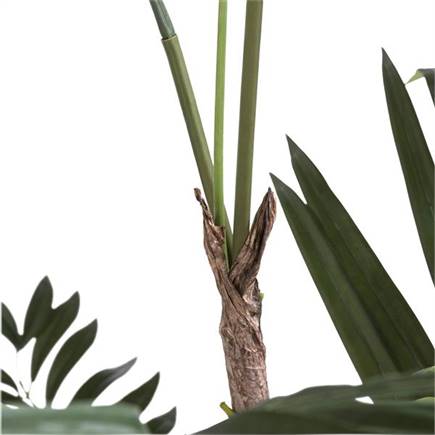 Coco Maison Kentia Palm H180cm
